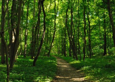 green grass and trees during daytime